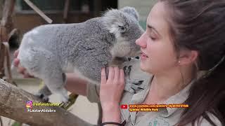 FAKTA UNIK KOALA, SI PEMALAS YANG IMUT BANGET! | SAFANA (9/11/20) P3