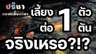 เลี้ยงปลาคาร์ฟให้ดีต้อง 1 ตันต่อ 1 ตัวจริงเหรอ - มินิซีรี่ส์ "ปรีชาอยากเลี้ยงปลาคาร์ฟ" EP.4