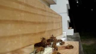 Honey bees defending hive against robber bee