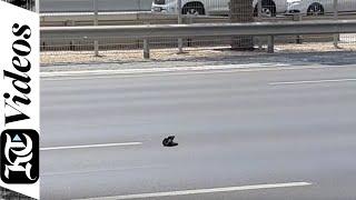 When Dubai Police stopped traffic on a highway for a wallet