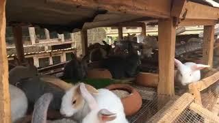 Rabbit farming in Ghana