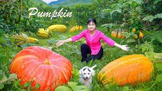 HARVEST PUMPKIN goes to the market sell, Gardening And Cooking||LÝ TRIỆU CA