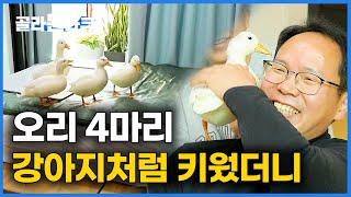 대화 없는 집에 오리 4마리 데려왔더니.. 안방까지 줘버린 아버지의 반응｜한국기행｜#골라듄다큐