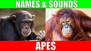 APES for Kids - Learning Ape Names and Sounds for Children