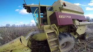 March Corn Harvest