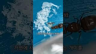 여왕개미 키우기 4탄! #개미 #키우기 #여왕