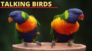 8 Best Talking Bird Species to Keep as Pets || Parrots