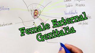 Female External Genitalia | Vulva