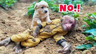 Unbelievable what happened when PiPi the monkey and the puppy were together