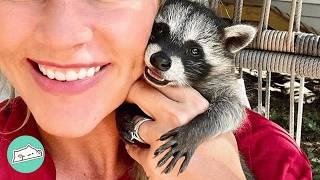 Wild Raccoon Acts Like A Puppy And Plays With Children | Cuddle Buddies