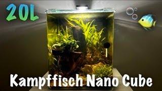 20L Kampffisch Nanocube