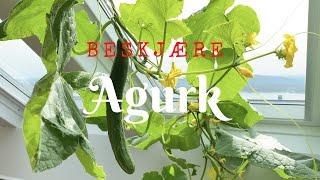 Beskjære agurk - for jevnere og større avling