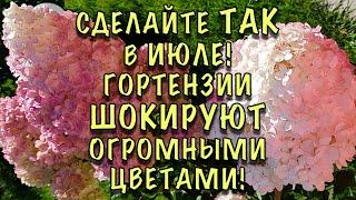 Гортензия ШОКИРУЕТ ОГРОМНЫМИ ЦВЕТАМИ! Сделайте ВСЕГО ОДНУ подкормку В ИЮЛЕ!