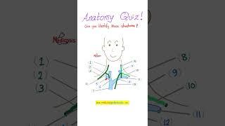Do you know your Anatomy? What's Lymph? What are the Big Veins of Circulatory System | Anatomy Quiz