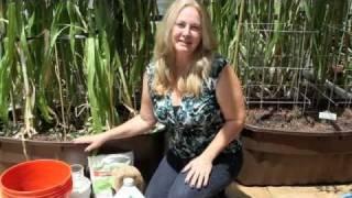 How to Grow Container Corn