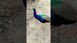 wow  what a beautiful peacock  #peacock #birds #peacocking #peacockbeauty #peacocklife #pravocks