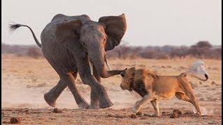 深入非洲大草原，看動物間的殘酷獵殺|Deep into the African savannah to see animals' cruel hunting