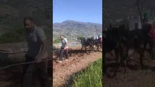 Top ox mahnder 2024#bull #oxraces #trending #viral #youtube #ytshorts #trendingshorts #top