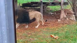 Afrikanischer Löwe, Thüringer Zoopark Erfurt, November 2024