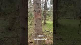 Прогулки по лесу по следам животных