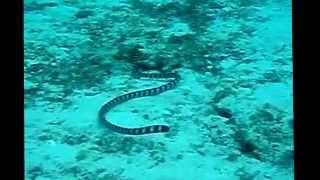 Sea Snake Facts: 10 Facts about Sea Snakes