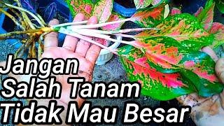 Cara Menanam Aglaonema Agar Tumbuh Subur