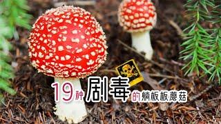 我国能毒死人的19种剧毒蘑菇图鉴及详细特征，认识它们避免躺板板【泡泡的梦想家园】