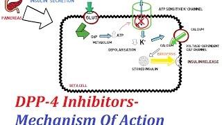 DPP-4 Inhibitors - Mechanism Of Action