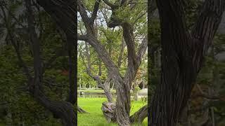 Key Biscayne: The Natural Beauty Of Crandon Park