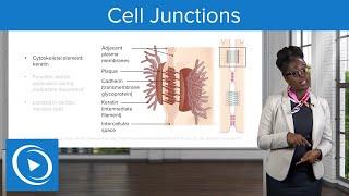 Cell Junctions – Physiology | Lecturio Nursing