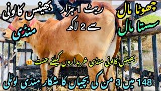 Bhains Colony Mandi Karachi Cattle Rates Update || 9 may 2025 || Cow Mandi 2025