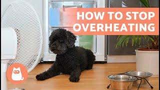 How to KEEP Your DOG COOL ️ (5 Ways to Avoid Heat Stroke in Dogs)