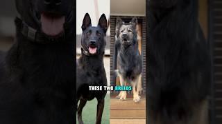 Belgian Malinois vs German shepherd #dog #belgianmalinois #germanshepherd