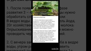 шпаргалка по выращиванию огурцов.