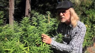 STRAINS with Jorge Cervantes: Old School + New School Comparison