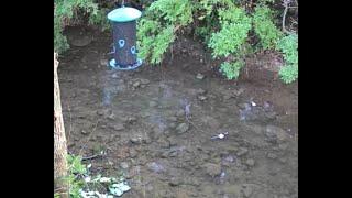 Live Nature Stream: Relaxing Creek & Bird Feeder Cam | Indiana