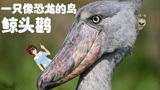 湿地霸主鲸头鹳：那些你从未见过的震撼瞬间 The Shoebill: Wetland Dominator's Shocking Moments You've Never Seen.