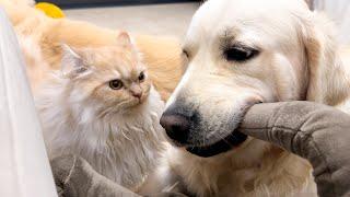 Golden Retriever Protects his Toy from Cat [Try Not To Laugh]
