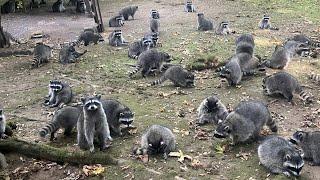 Woman Hides in Car After Raccoons Swarm Her Backyard