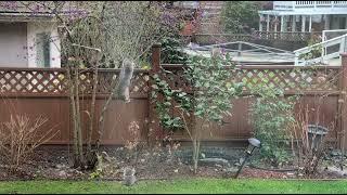 Squirrel Family Finding Happy Hour in HiYi Garden