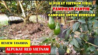 REVIEW ALPUKAT RED VIETNAM - JENIS ALPUKAT YANG TERKENAL GENJAH & COCOK UNTUK TABULAMPOT (2022)