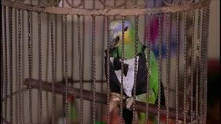 Птичий суицид — «Очень страшное кино 2» Лучшие моменты!