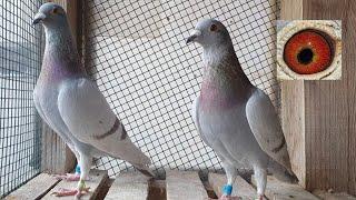 Two TOP Yearlings! Mealy Racing Pigeons!