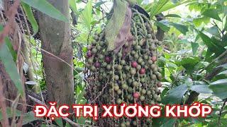 ĐÚNG đỉnh  dược liệu "ĐẶC TRỊ " ĐAU NHỨC XƯƠNG KHỚP  PHONG THẤP  từ ngàn xưa.