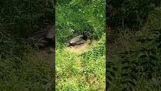 #shorts#peacock #4evergreen #youtubeshorts #national #bird @ashwanidikshasharma6400