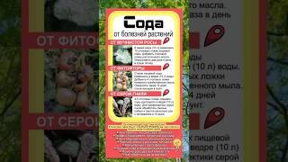 ️Защита растений без химии 3 рецепта с содой! #болезнирастений #советыдачникам #фитофтора  #огород