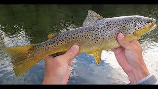 INCREDIBLE Dry Fly Fishing on Delaware's West Branch, "BEING AT THE RIGHT PLACE AT THE RIGHT TIME!"