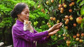 Thu hoạch cây vải sớm I Cuộc sống chậm rãi bình yên nông thôn, không tiếng xe cộ ồn ào!
