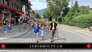 Gstaad Züglete 2024 - Mit Alp Horneggli - LuegemoTV