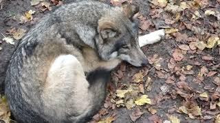 The Cotswold Wolves, three wolves at the Cotswold Wildlife Park